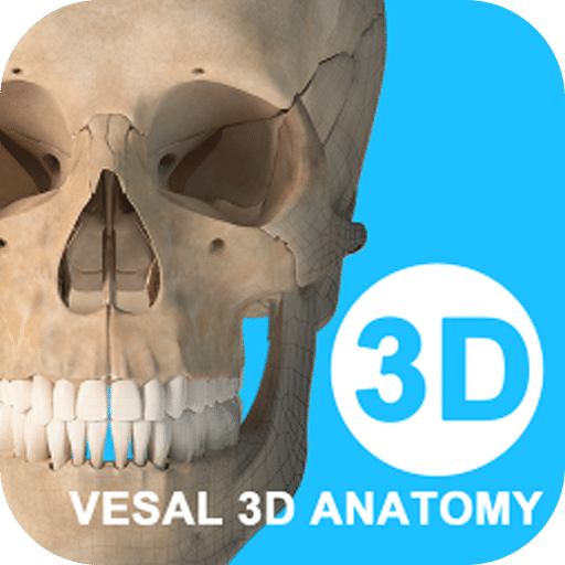 维萨里 3D 解剖