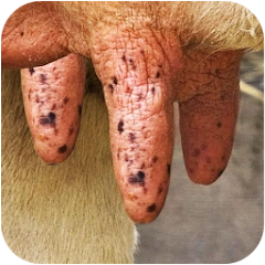 Milk The Cow