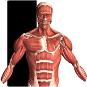 Visual Anatomy