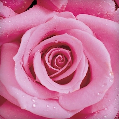 玫瑰花动态壁纸