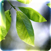 app-Logo